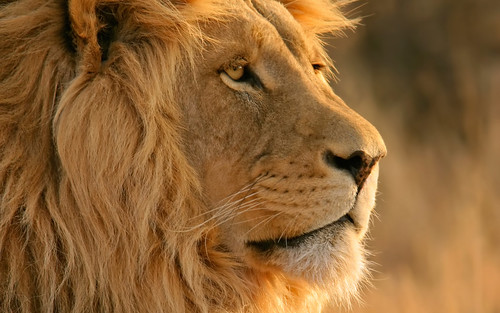 百獣の王｢ライオン｣の”プライド”とは？