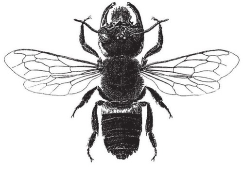 約40年間も目撃例が途絶えていたハチ｢ウォレスズ･ジャイアント･ビー｣が発見される