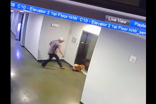 エレベーターで起きる犬の宙吊り事故 居合わせた男性が救助に成功 エピネシス