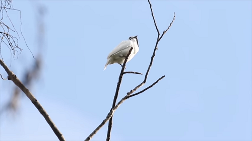 世界で最も大きな声で鳴く鳥｢スズドリ｣とは？(動画あり)