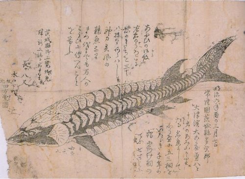 明治はじめ頃に網にかかった謎の魚｢龍魚｣の正体とは？