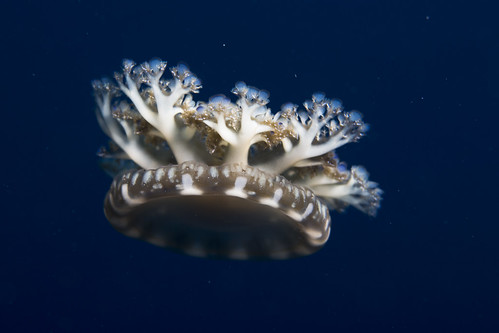 Cassiopea - Upside down Jellyfish