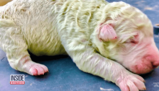 イタリア･サルデーニャ島で緑色の体毛を持った子犬が生まれる