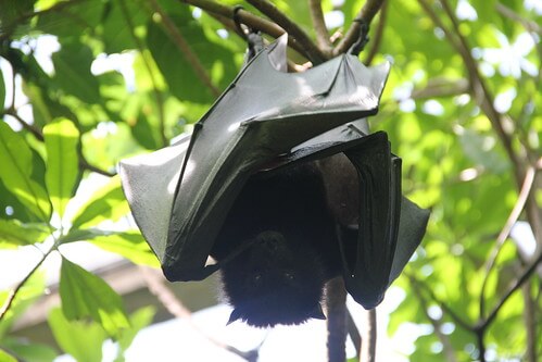 ぶら下がっているコウモリはどのようにして排泄を行うのか エピネシス