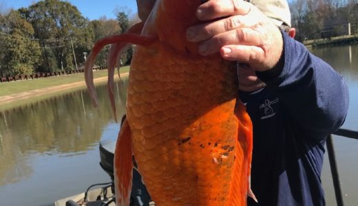 湖の水質調査で作業員が約4kgの巨大な金魚を発見――アメリカ･サウスカロライナ州