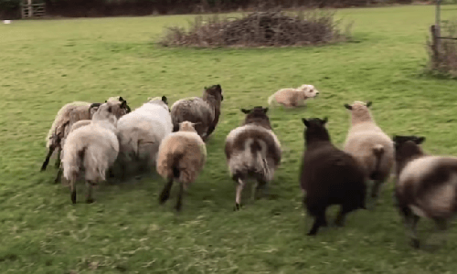 羊を追い回すはずが、逆に羊に追い回される駆け出し牧羊犬(動画)