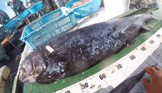 海洋研究開発機構が駿河湾の深海で新種の巨大魚を発見、｢ヨコヅナイワシ｣と命名