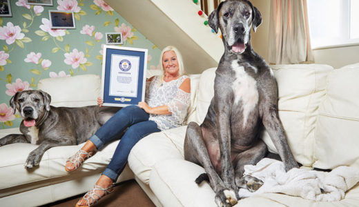 立ち上がると2m以上にもなる世界一背の高い犬｢フレディ｣が亡くなる――ギネス･ワールド･レコーズ