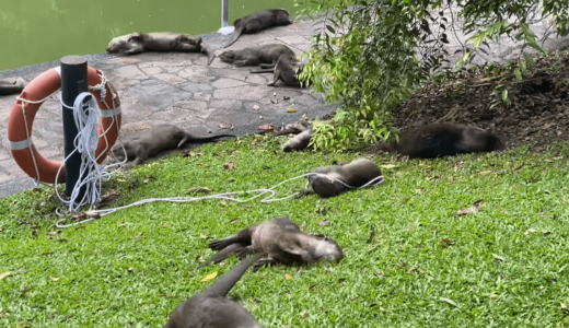 たくさんのカワウソがあちこちでゴロゴロ、シンガポールの植物園で撮影(動画)