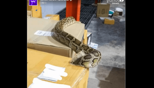 大型フィギュアの小包から巨大なニシキヘビが現れる――タイ･バンコク