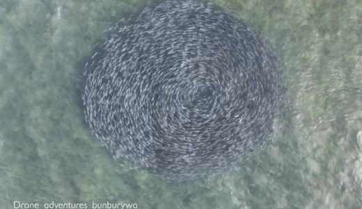 数百匹のサケが大きな円を描く様子が撮影される、ビーチの空撮中に偶然発見