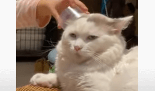 糸電話の遊びに無理やり付き合わされる猫の表情が面白い(動画)