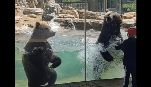 2頭のクマが協力して動物園の巨大なプールを激しく波立たせる(動画)