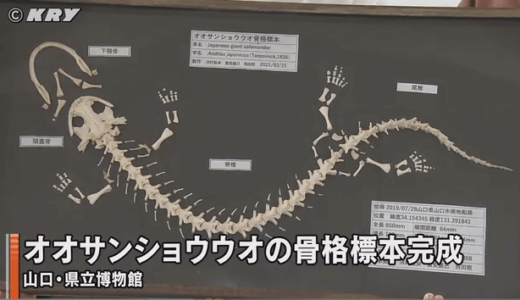 オオサンショウウオの骨格標本を山口大学獣医学部の学生が作製――山口大学