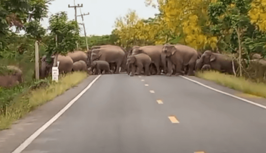 100頭以上のゾウの群れが道路を横断、その巨大な行軍に圧倒される(動画)