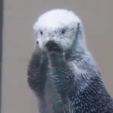 ダイビング中に失くした結婚指輪 魚にはさまった状態でみつかる オーストラリア ノーフォーク島 エピネシス