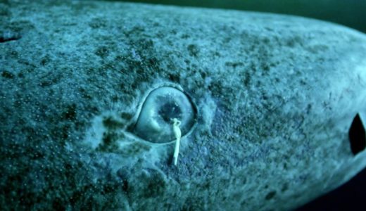オンデンザメの目に寄生して盲目にする謎の寄生虫｢オマトコイタ｣とは？
