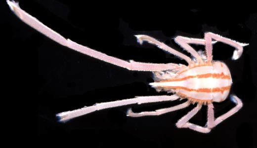千葉県南房総沖で新種の甲殻類｢ヨツスジテングクモエビ｣を発見――千葉県立中央博物館