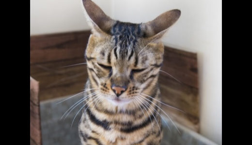 Twitterで｢猫のうんこ顔選手権｣が開催、さまざまなトイレ事情のある猫ちゃんが集まる