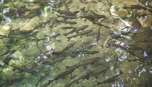 放流し過ぎると放流した魚も、他の魚も減る――北海道大学