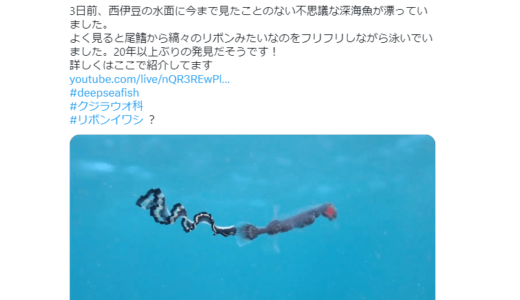 非常に珍しい｢リボンイワシ｣が目撃される、実はクジラウオ科の幼魚