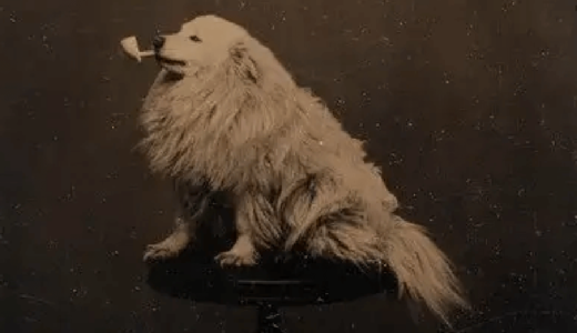 昔の人々のユーモアを感じる、1875年に撮影された犬の写真が面白い