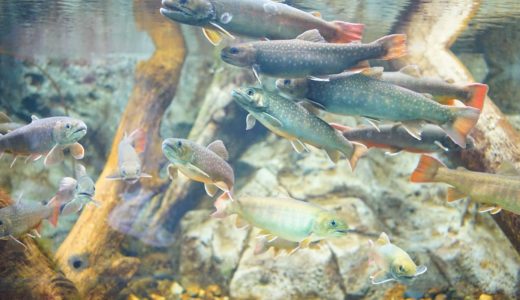 寄生虫は太った魚を釣りやすくしてくれる可能性――北海道大学