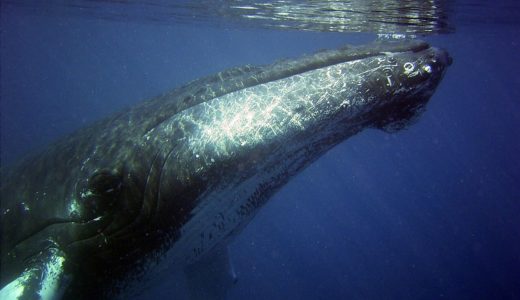 最近のザトウクジラは歌うより力づくでメスを奪い合う――クイーンズ大学