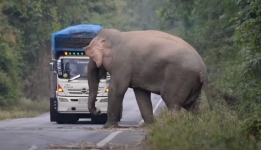 ゾウは道路で待ち伏せしてサトウキビの運搬車を止め、通行料としてサトウキビを奪う