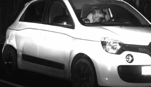 一緒に乗っていた犬により運転者の顔が隠されて人物特定できず、取り締まりから逃れる――ドイツ