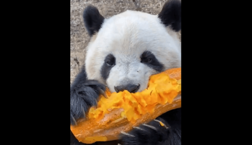 パンダが竹しか食べれないのは間違い、実はいろんなものを食べることができる