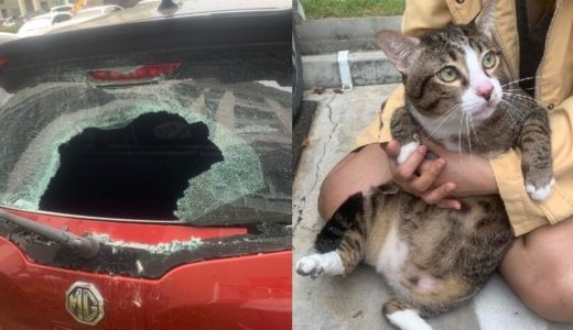 猫が建物の6階から車の後部ガラスに落下するも、大きな怪我もなく無事に生還する